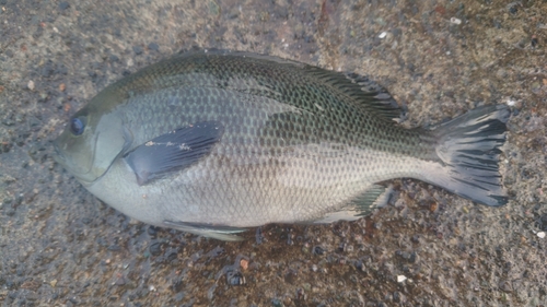 クチブトグレの釣果