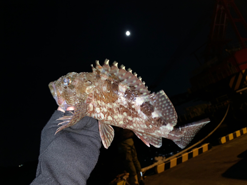 カサゴの釣果