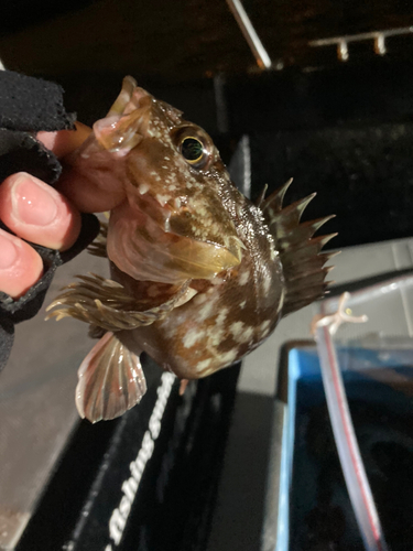 カサゴの釣果