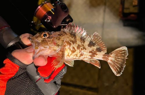 カサゴの釣果