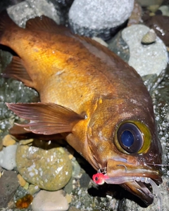 アカメバルの釣果