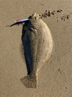 ヒラメの釣果