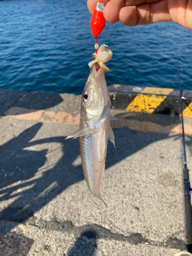 シロギスの釣果