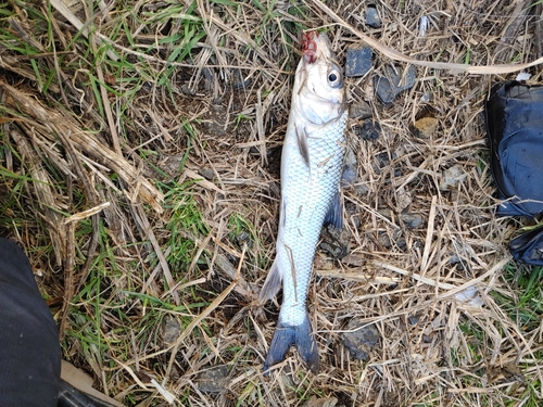 ニゴイの釣果