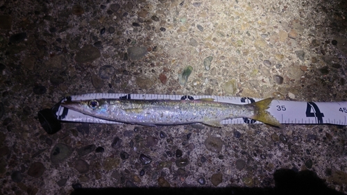 カマスの釣果