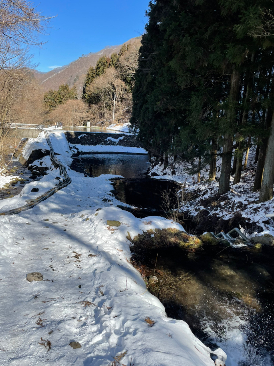 トラウト