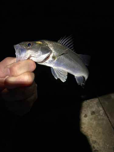 シロメバルの釣果