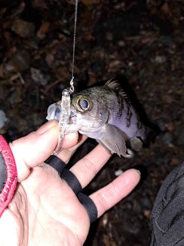 メバルの釣果