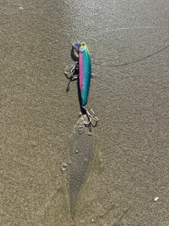 シタビラメの釣果