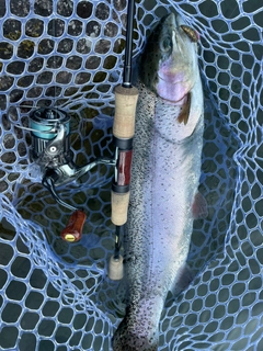 トラウトの釣果