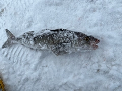 ホッケの釣果