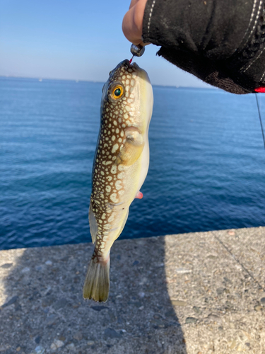 クサフグの釣果