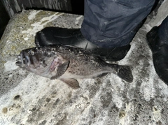 クロソイの釣果