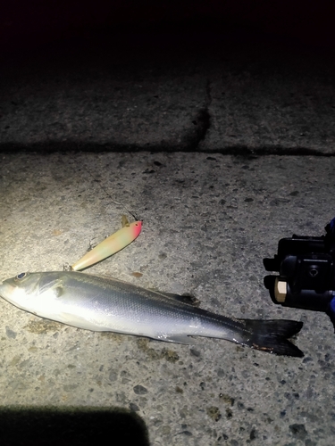 セイゴ（マルスズキ）の釣果