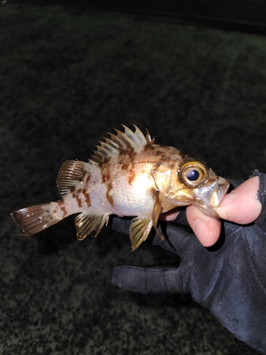 メバルの釣果