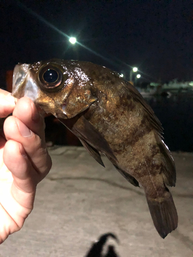 クロメバルの釣果