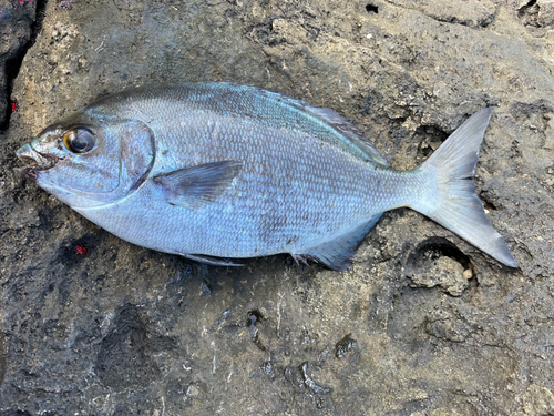 イスズミの釣果