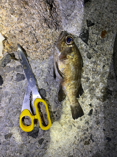 メバルの釣果