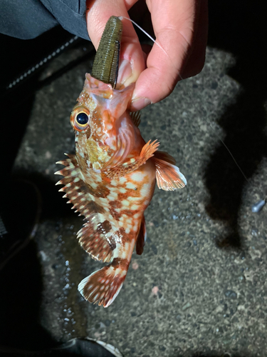 イズカサゴの釣果