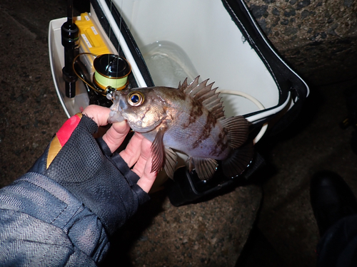 メバルの釣果