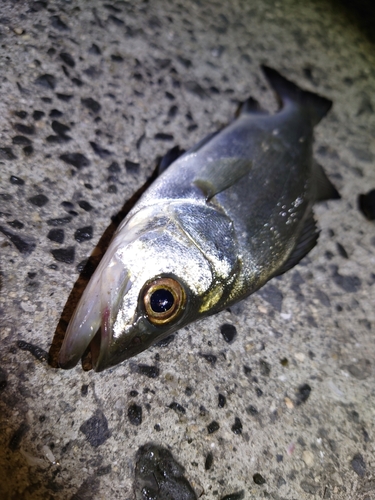 セイゴ（マルスズキ）の釣果