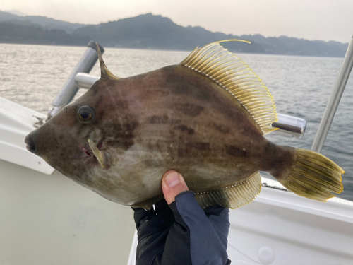 カワハギの釣果