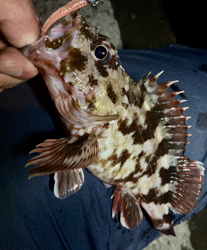 カサゴの釣果