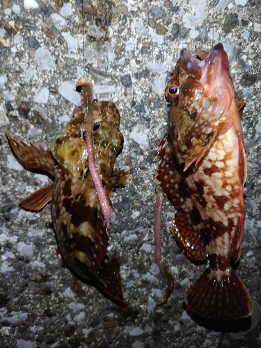 カサゴの釣果