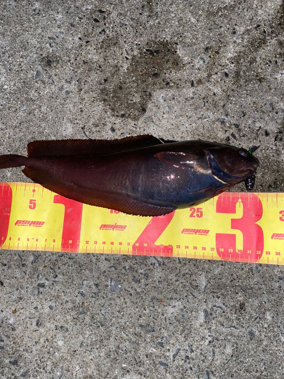 エゾイソアイナメ