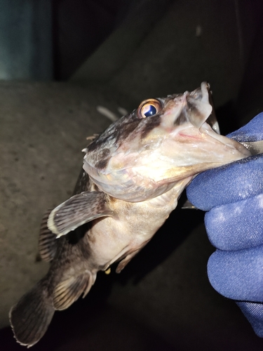 クロソイの釣果