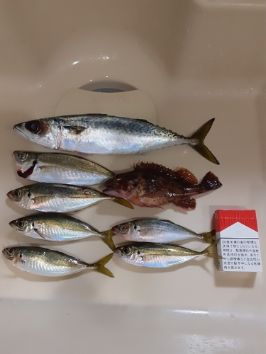 サバの釣果