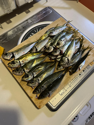 アジの釣果