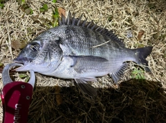 クロダイの釣果