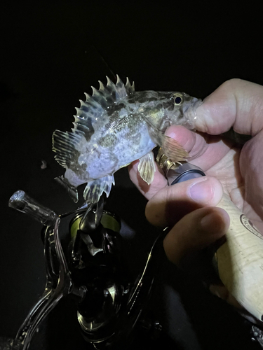 タケノコメバルの釣果