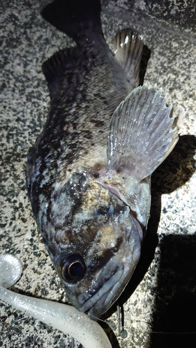 クロソイの釣果