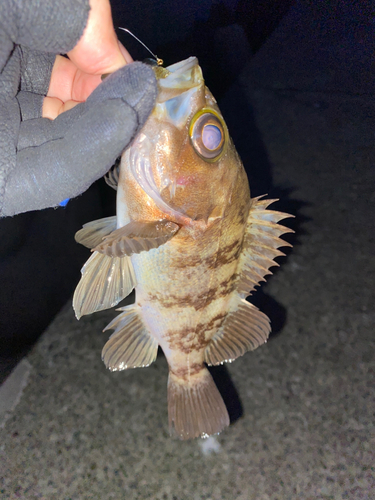 シロメバルの釣果