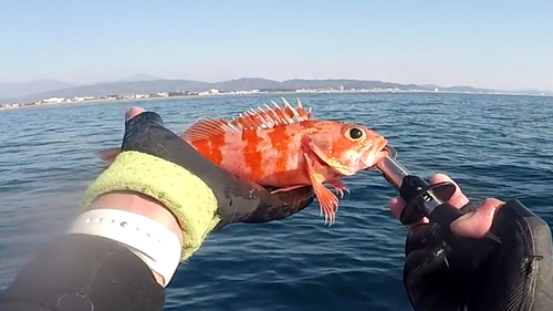 ユメカサゴの釣果