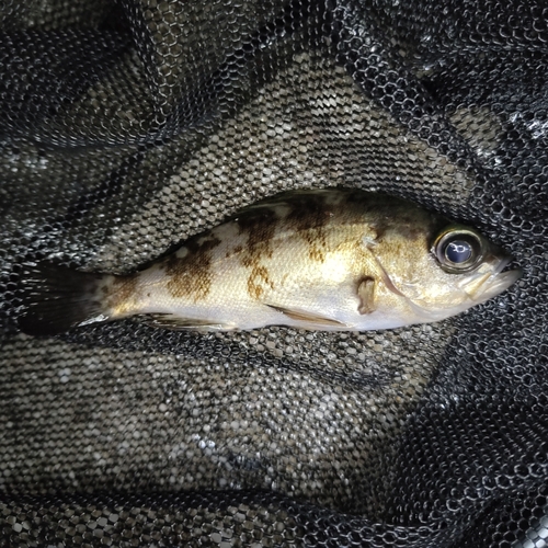 シロメバルの釣果