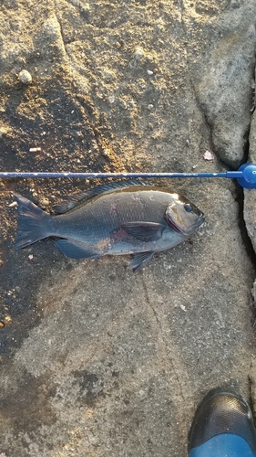 メジナの釣果