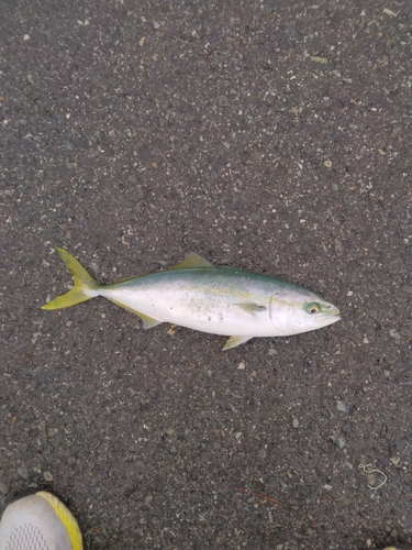 イナダの釣果