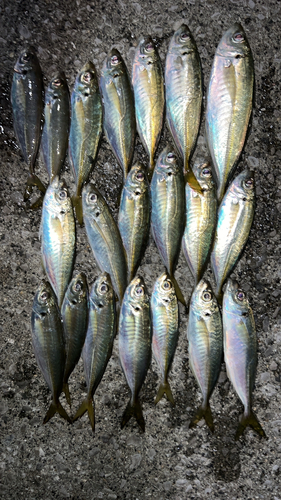 マアジの釣果