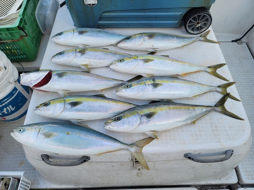 メジロの釣果