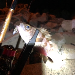 メバルの釣果