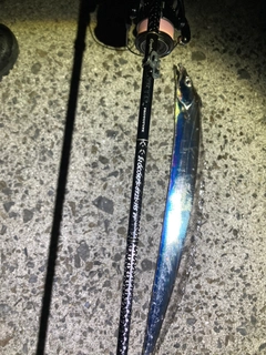 タチウオの釣果