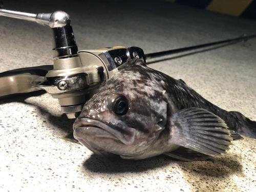 クロソイの釣果