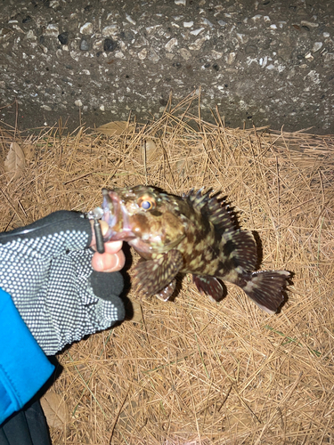 カサゴの釣果