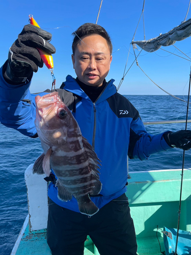 マハタの釣果