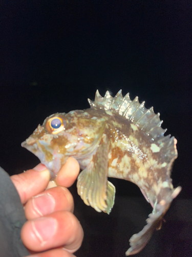 アラカブの釣果