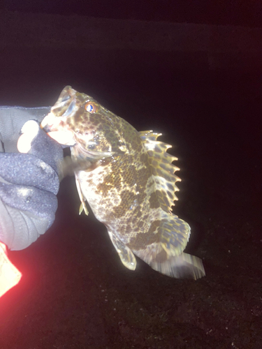 タケノコメバルの釣果