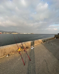 キスの釣果